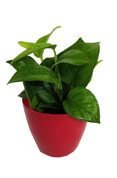Buy Money Plant in India Online for Good Luck & Fortune – ChhajedGarden.com