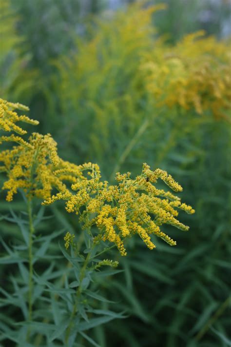 Goldenrod Plant