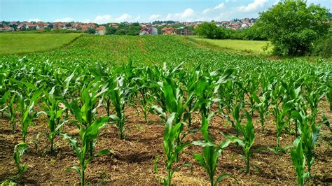 BRANCHES OF AGRICULTURE IN HINDI - PDF | कृषि की प्रमुख शाखाओं के अर्थ एवं परिभाषा - AGRIFIELDEA
