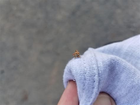 What is this tiny little bug that looks like a leaf or tree bark? It ...