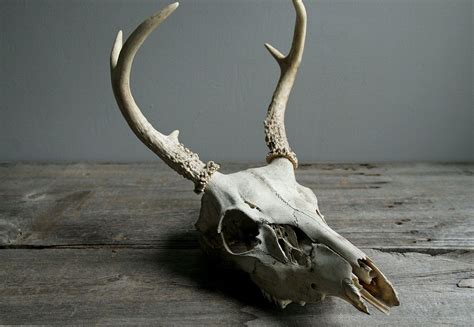Deer Skull. | Deer skulls, Animal skulls, Animal skeletons