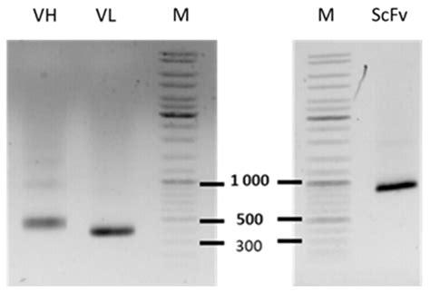 Development of Anti-LRRC15 Small Fragments for Imaging Purposes Using a ...