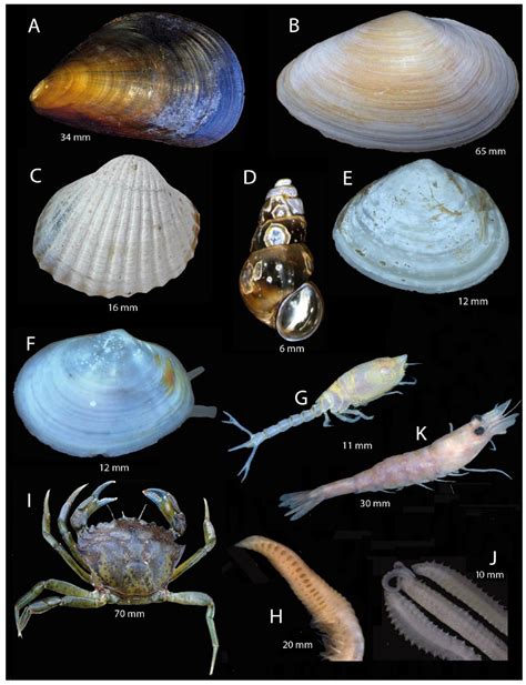 Baseline Inventory of Benthic Macrofauna in German Marine Protected ...