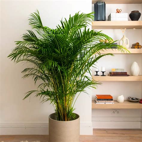 Areca Palm, Madagascar Palm – Plant – Lalit Enterprise