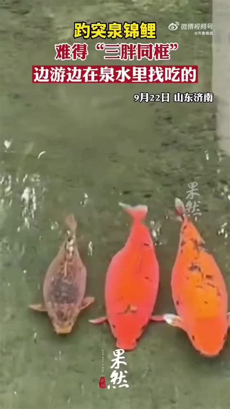 【广东】小女孩池边喂食50斤的胖锦鲤“小月饼”：天然亲近小朋友