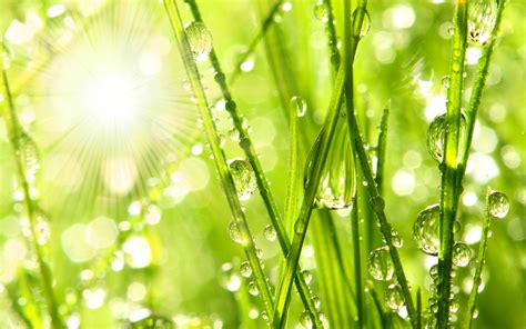 Morning Dew on the Grass wallpaper | nature and landscape | Wallpaper ...