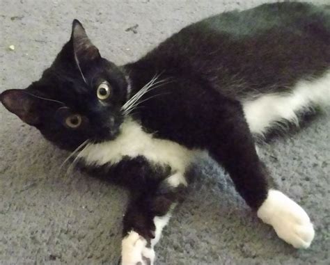 Do Tuxedo Cats have behavior issues, and are good with other cats? I bring this up because I ...
