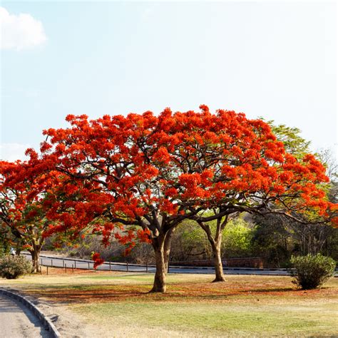 Gulmohar - Red - 10 Tree Seeds – M-Tech Gardens