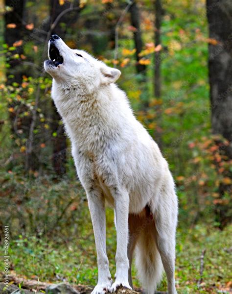 Image result for Wolves Howling Animal