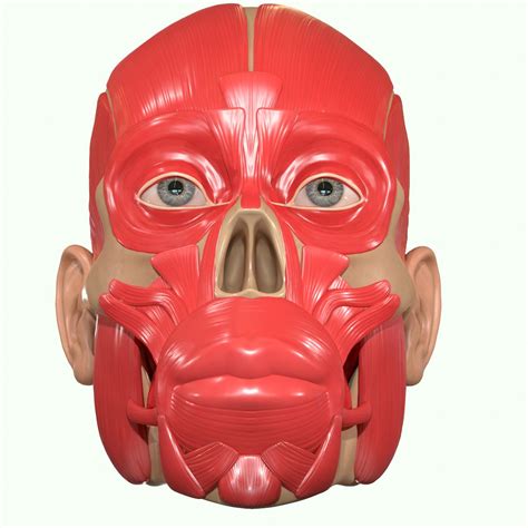 Muscle Head Model Computer Graphics Simulation 的图像结果