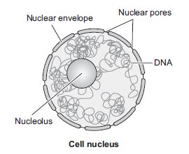 NCERT Solutions for Class 9 Science Chapter 5 The Fundamental Unit of Life