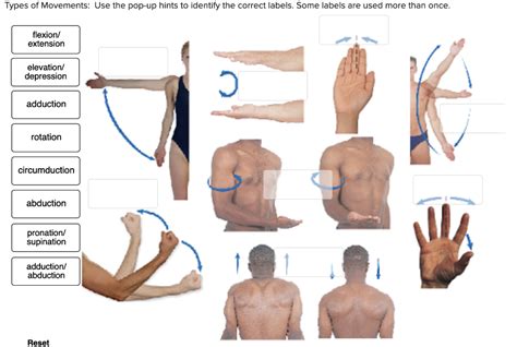 Image result for Extension Muscle Movement