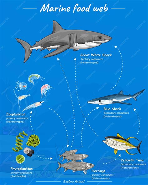 Marine Food Web
