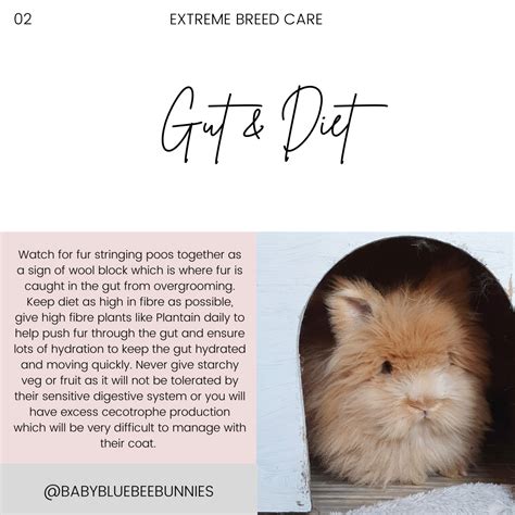 DM LIONHEADS - Baby Blue Bee Bunnies