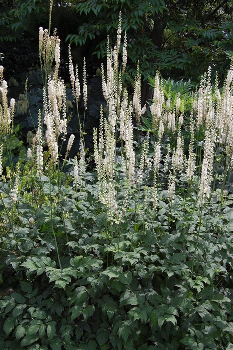 Black Cohosh Plant