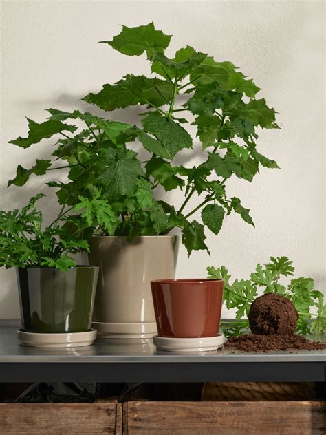 Buy Pots & Planters at the Best Price - IKEA