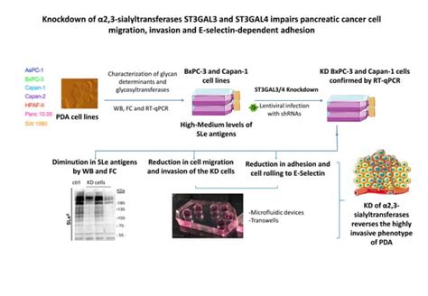 Knockdown of α2,3-Sialyltransferases Impairs Pancreatic Cancer Cell ...