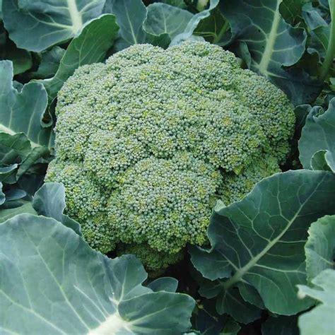 Broccoli Green Star F1-Vegetable Seeds– Exotic Flora