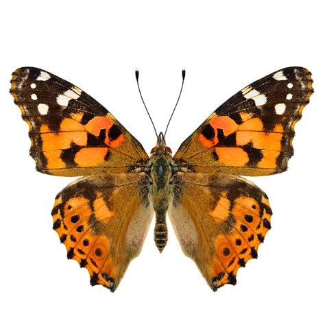Orange And Black Butterfly