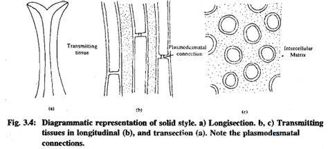 Pollination and Fertilization - Botany Optional for UPSC PDF Download