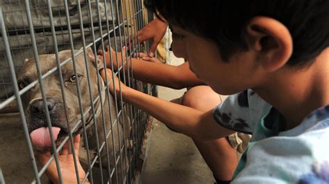 Santa Paula's SPARC animal shelter ends relations with city, will no ...