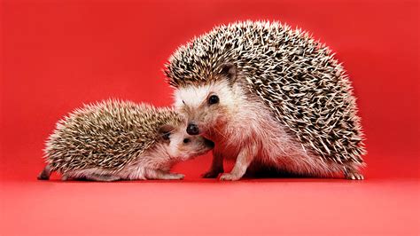 Hedgehog Care Tips and Information for Pet Owners | Chewy