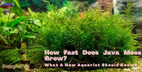How to Grow Java Moss 的图像结果