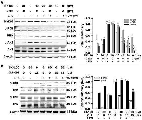 Ergosta-7, 9 (11), 22-trien-3β-ol Interferes with LPS Docking to LBP ...