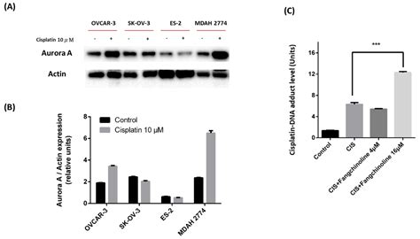 Novel Aurora A Kinase Inhibitor Fangchinoline Enhances Cisplatin–DNA ...
