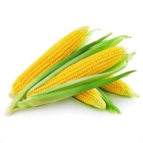 Wholesale Sweet Corn,Sweet Corn Manufacturer & Supplier from Sangli India