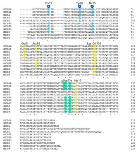 MOB (Mps one Binder) Proteins in the Hippo Pathway and Cancer