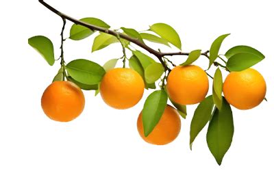 Fresh Orange Juice Vending Machine | Automatic Juice Machine