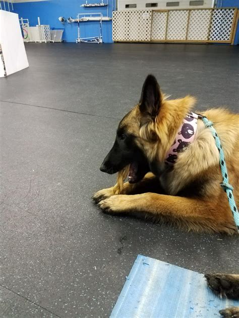 Image result for Behavior Modification for Dogs