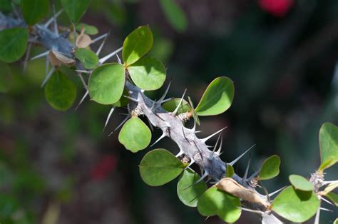 The 11 Prickliest Plants on the Planet | Crown of thorns plant, Plants ...