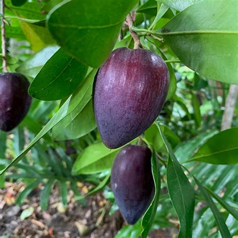 Black Apple Fruit Plants (Pouteria Australis) – veliyathgardens