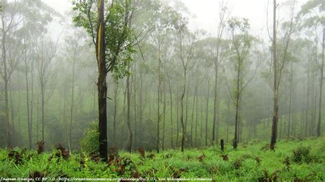 Gavi Forest Stay, Trek, Jeep Safari and Boating Package 1N2D