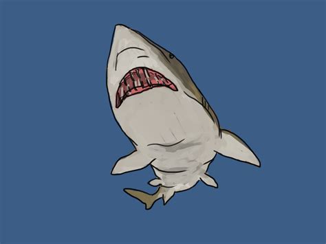 How to Draw a Shark: 4 Step-by-Step Guides (with Pictures)