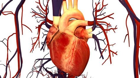 UCLA scientists find molecule that triggers heart disease