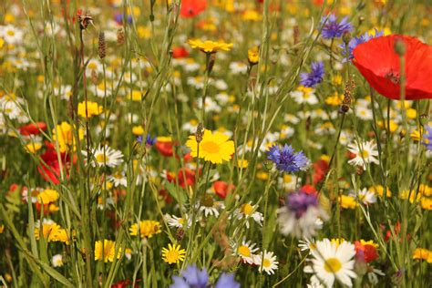 How to plant a wildflower meadow in your garden: try this alternative ...