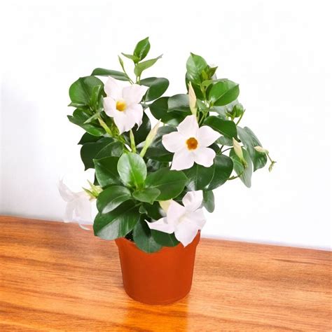 Buy Mandevilla White Plant online at best price