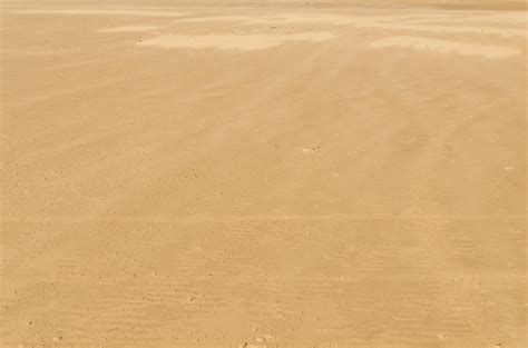 Image result for Sand Lizard