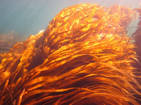 Algae - Giant Kelp - Barwon Bluff