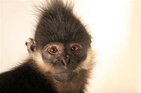 An endangered Vietnamese François’ langur (Trachypithecus francoisi) - Joel Sartore
