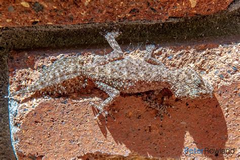 Southern Leaf-tailed Gecko - Peter Rowland Photographer & Writer