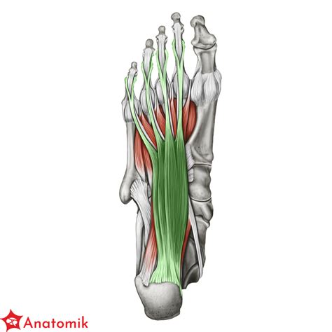Mięsień zginacz krótki palców — Teletype