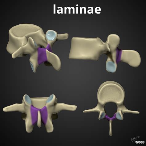 Radiopaedia - Drawing Vertebral lamina - no labels | AnatomyTOOL