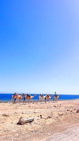 Scuba Zone Dahab - Dahab | Tripadvisor