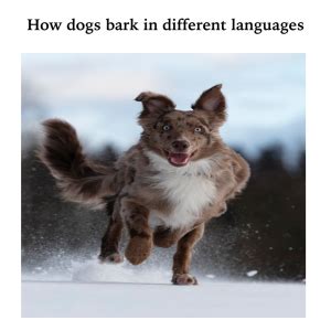 CodeHS Dogs Bark 的图像结果