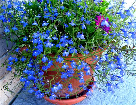 9 Best Tiny Flowers for Your Garden