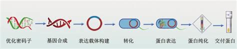 重组蛋白原核表达服务-卡梅德生物科技（天津）有限公司官网